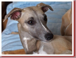 Coffee & Cream  with his sister Coppelia